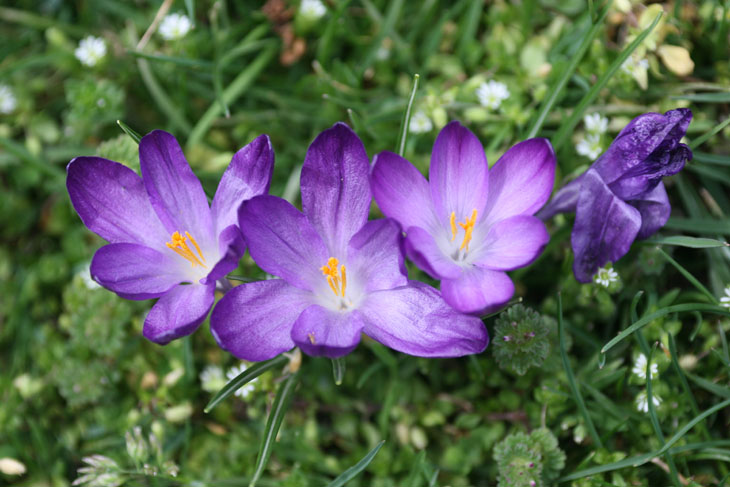 brillaint purple flowers