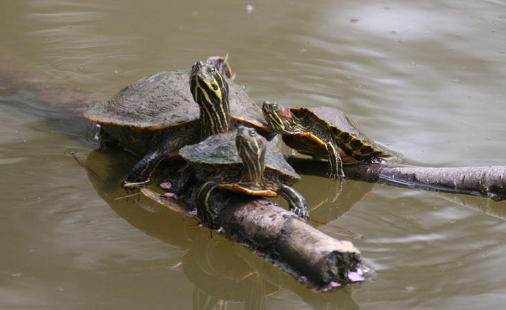 pond sliders getting some sun