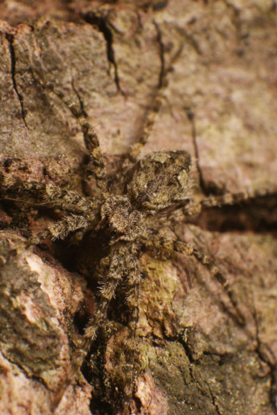 well-camouflaged spider, possibly wolf Lycosidae