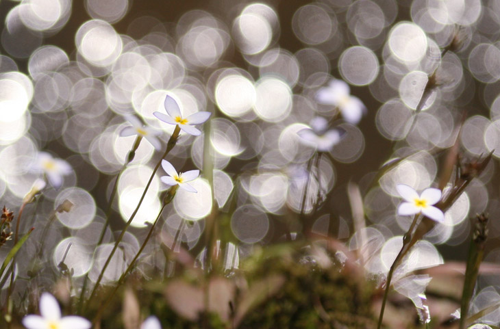 bluet Houstonia caerulea blossoms against sparkle reflection bokeh