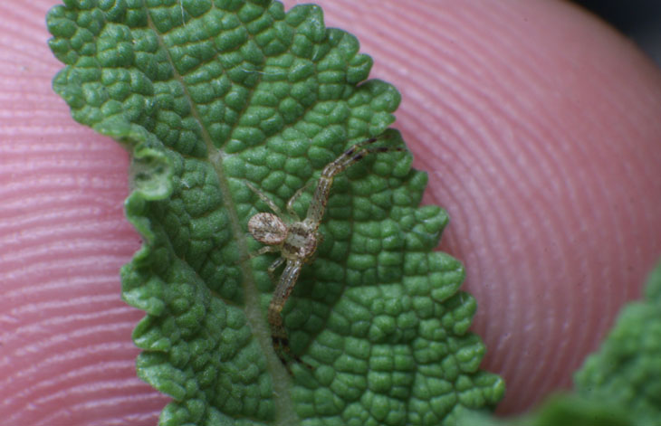 crab spider Thomisidae
on salvia with fingertip for scale