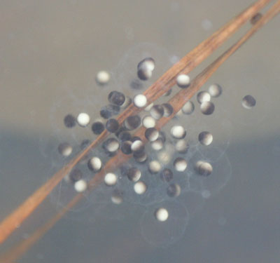 minuscule eggs, probably chorus frog