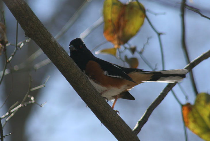 rufous-sided towhee Pipilo erythrophthalmus trying to be sutble