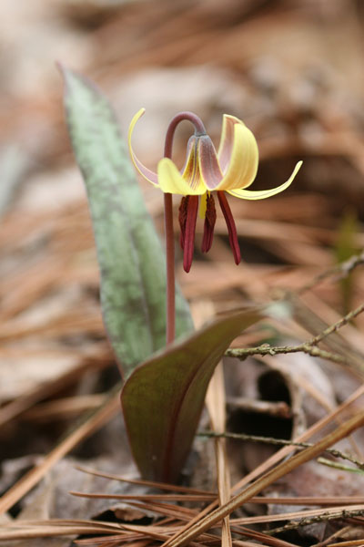 trout lily Erythronium americanum