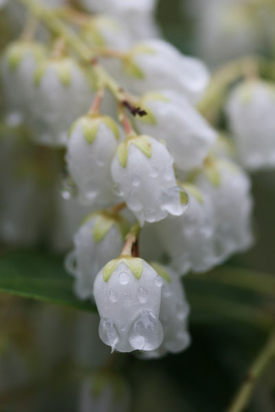 pieris blossoms after a rain