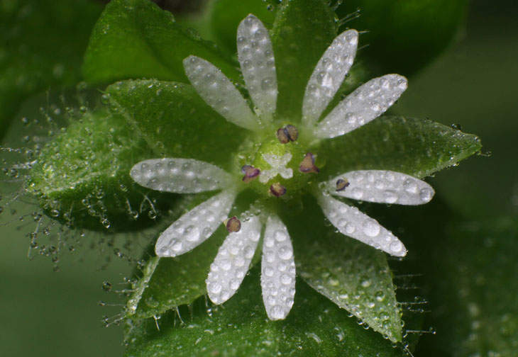 unknown tiny white winter flowering weed