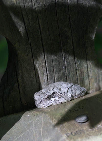 grey treefrog Hyla versicolor or Hyla chrysoscelis on fencepost