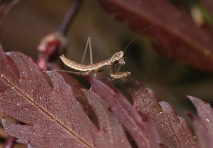 tiny praying mantis nymph on Japanese maple