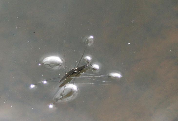 mating water striders