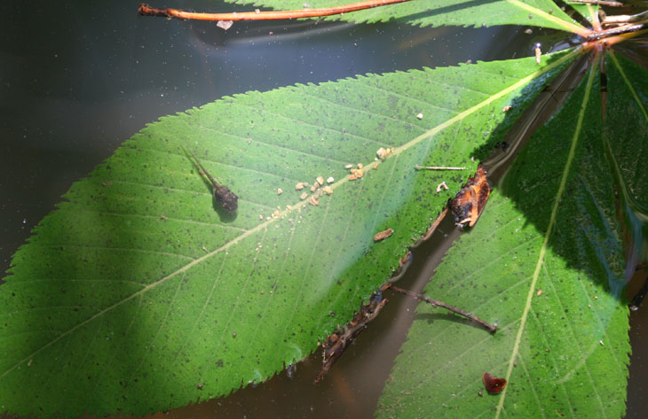 tadpole basking over shallowly submerged leaf