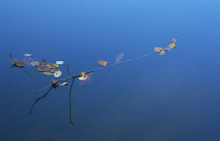 twigs and leaves against placid pond reflecting sky