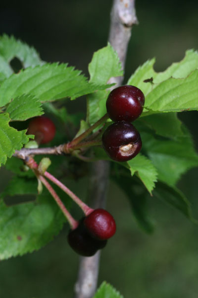 fruit of weeping yoshino cherry tree