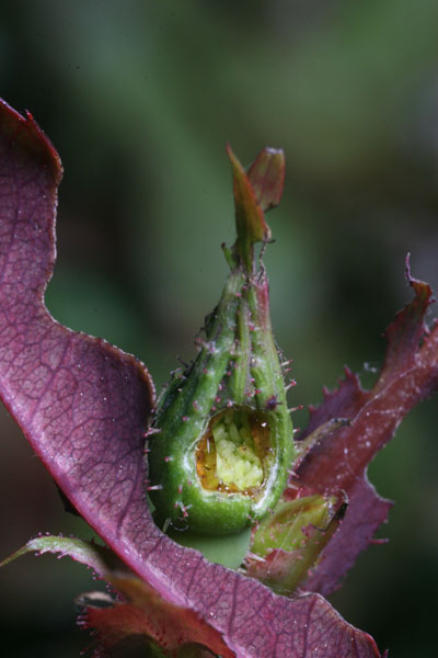parasite-damaged rosebud