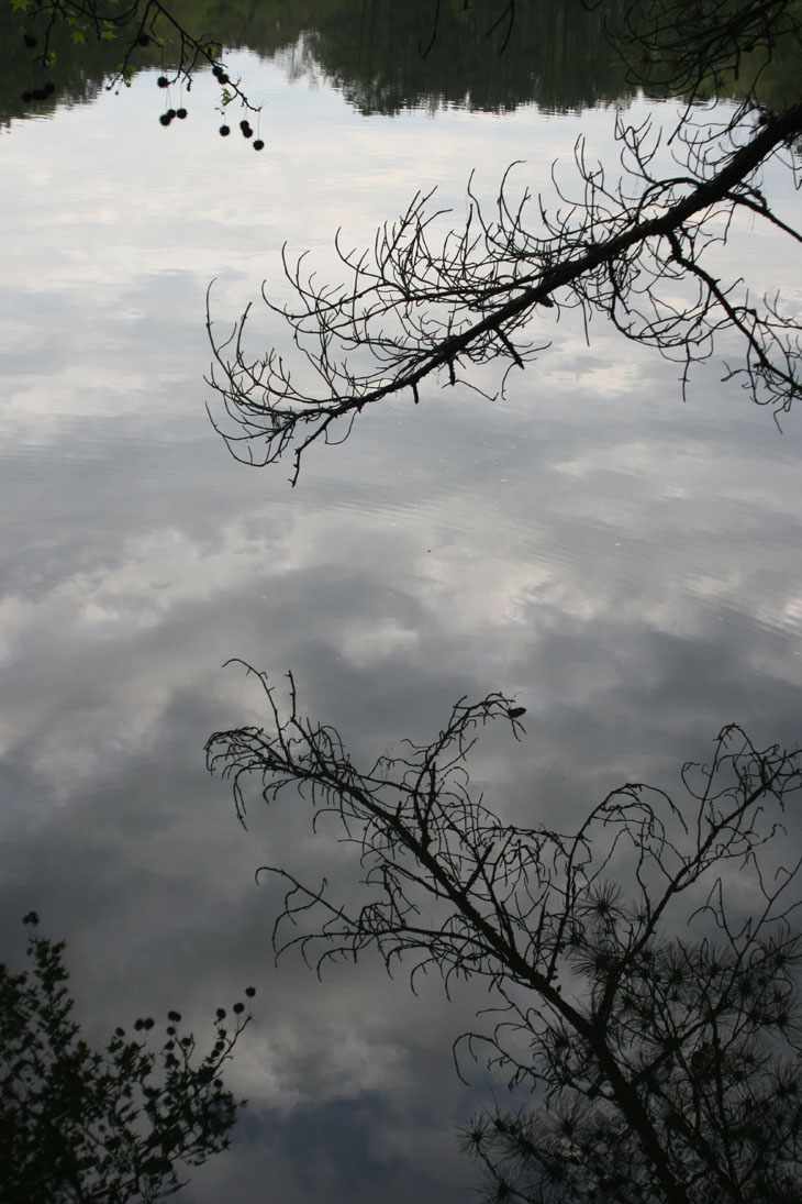 branches silhouetted against clouds reflected in pond