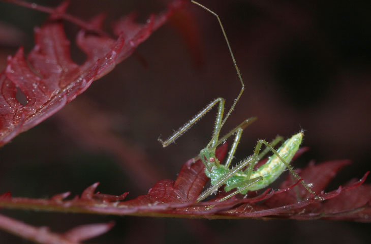 pale green assassin bug Zelus luridus on red Japanese maple leaves