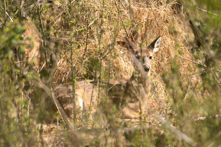 white-tailed deer Odocoileus virginianus lying in high grass