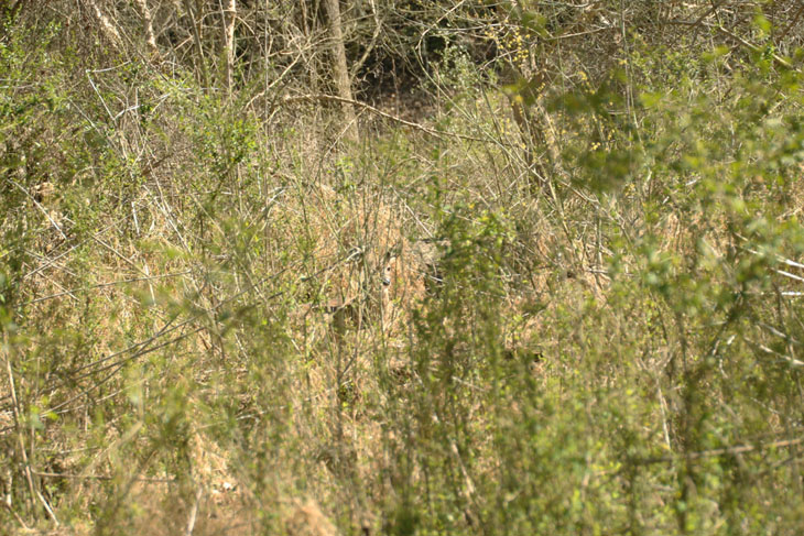 white-tailed deer Odocoileus virginianus in wider view