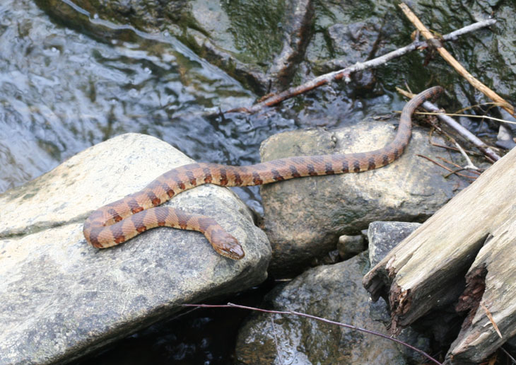 Northern water snake Nerodia sipedon sunning itself on rock by creek