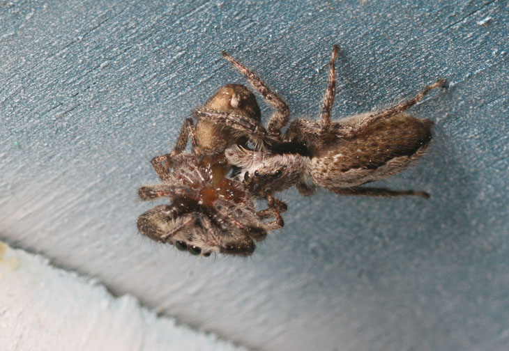 jumping spider eating jumping spider