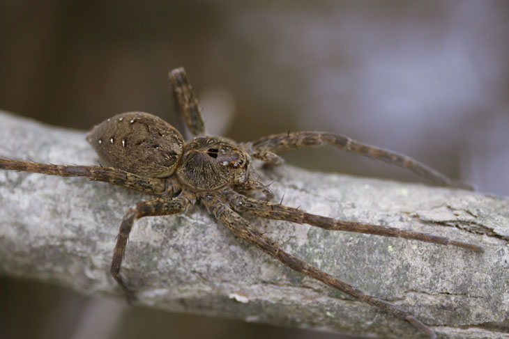 fishing spider Dolomedes tenebrosus on branch over creek