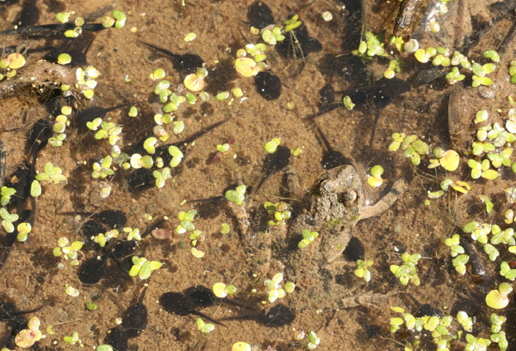 spring peeper frog and tadpoles in shallow pool