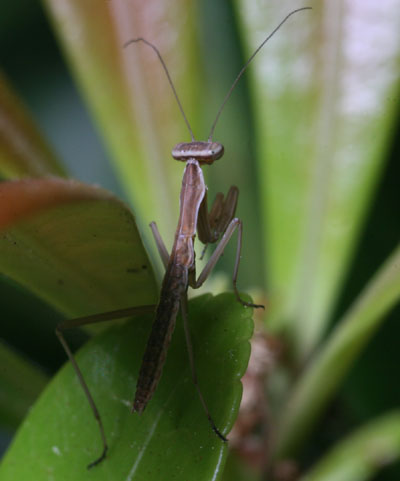 newborn Chinese praying mantis Tenodera aridifolia sinensis on pieris plant 