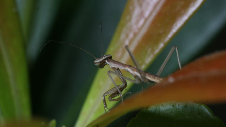 newborn Chinese praying mantis Tenodera aridifolia sinensis on pieris plant