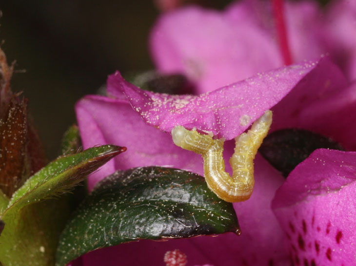 unknown inchworm species on azalea bush with dusting of pine pollen