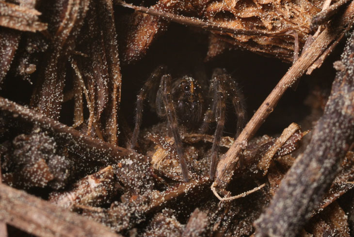 wolf spider with dusting of pine pollen