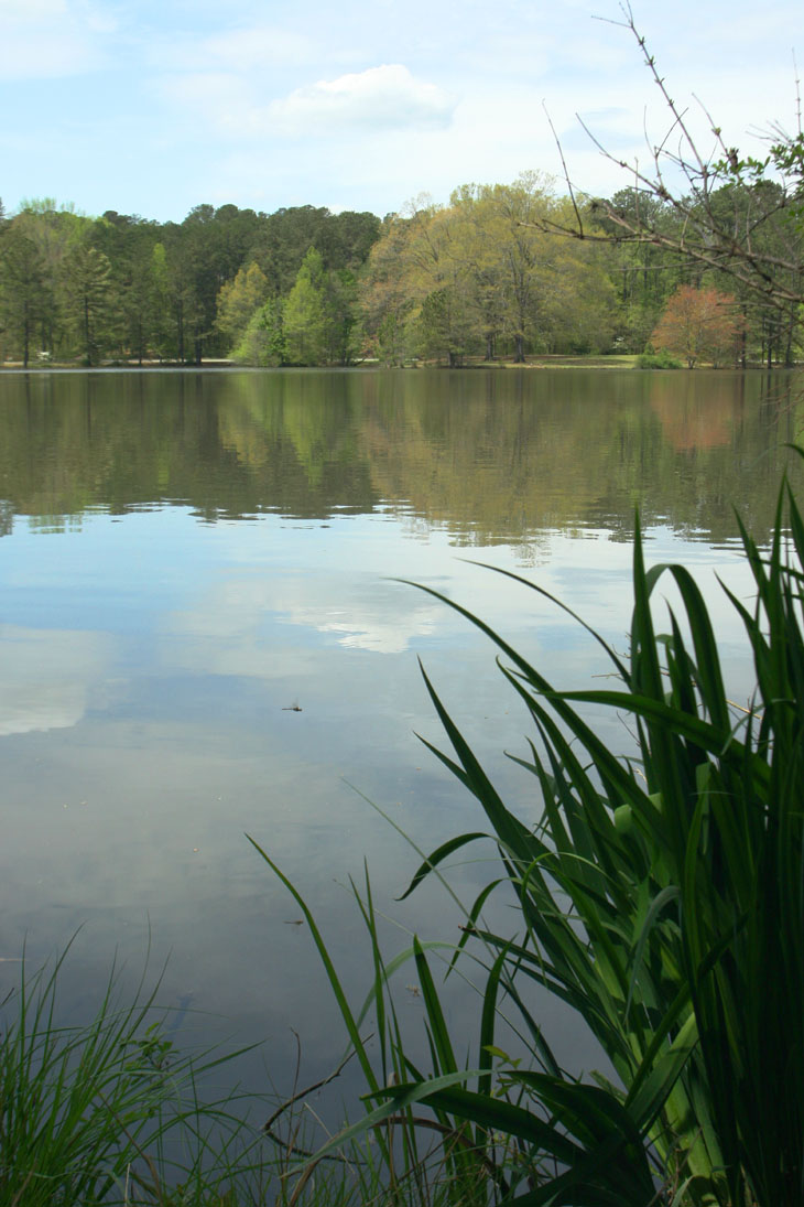 Pond scenic with reeds and dragonfly