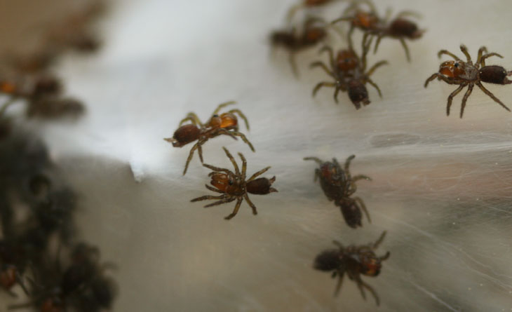 newborn purseweb Sphodros, maybe,  spiderlings