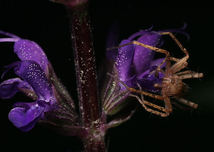 unknown spider on salvia blossom