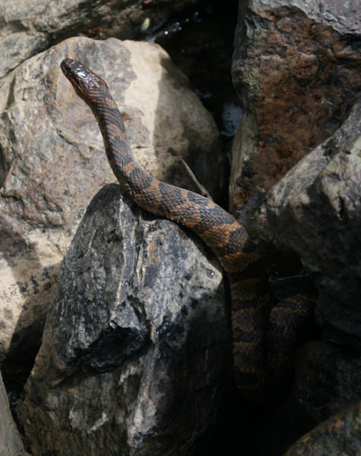 Northern water snake Nerodia sipedon in alert pose