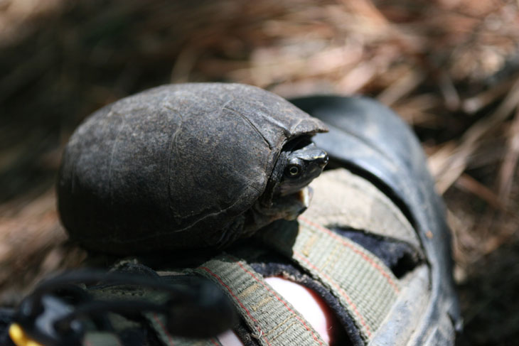 stinkpot musk turtle Sternotherus odoratus propped on foot for scale