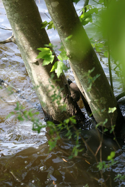 stinkpot musk turtle Sternotherus odoratus propped between two treetrunks