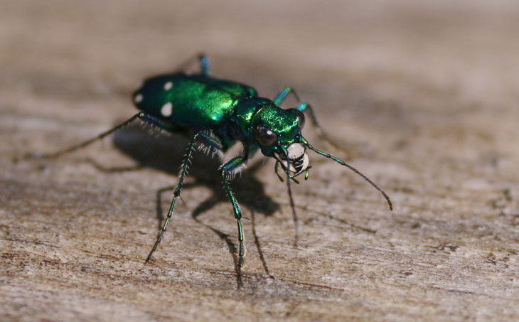 six-spotted green tiger beetle Cicindela sexguttata portrait