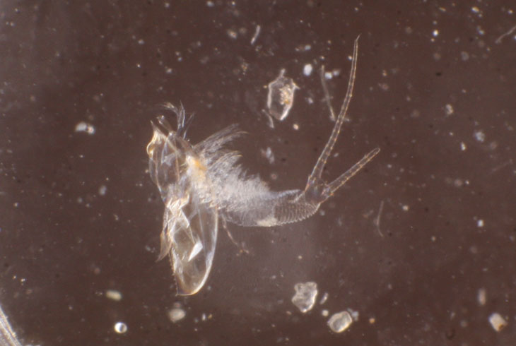 molted exoskeleton of Triops newberryi