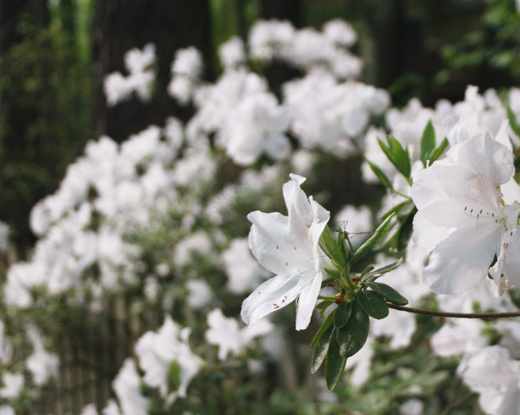 white azalea blossoms with hiding cranefly