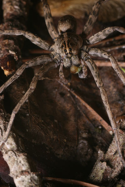 wolf spider Lycosidae portrait with meal
