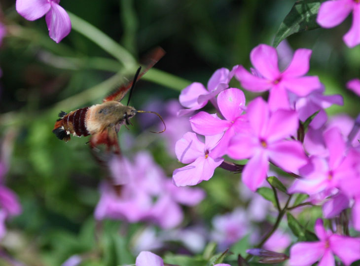 hummingbird clearwing moth Hemaris thysbe approaching flower