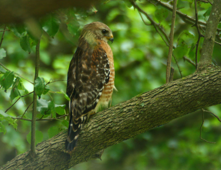 red-shouldered hawk Buteo lineatus perching and irritating the local songbirds