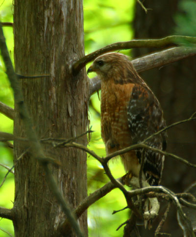 red-shouldered hawk Buteo lineatus profile in green