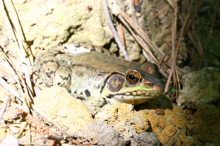 green frog Lithobates clamitans being far too mellow