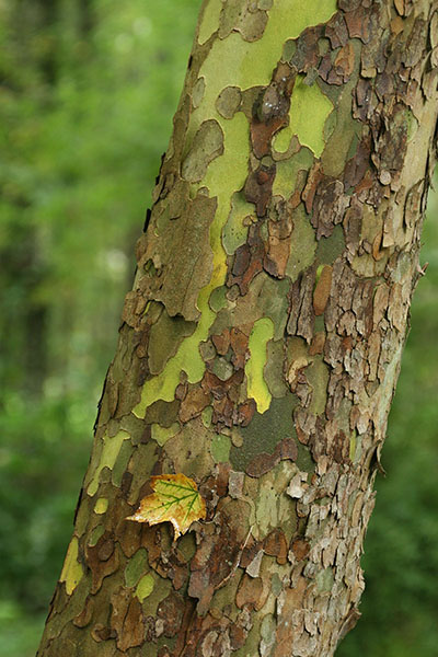 Amercian sycamore Platanus occidentalis bark with autumn leaf