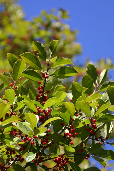 holly leaves and berries against blue sky