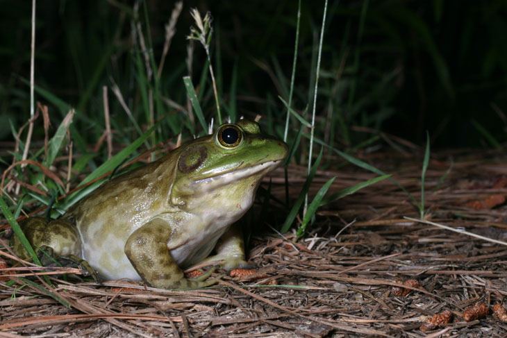 American bullfrog Lithobates catesbeianus posing along pond at night