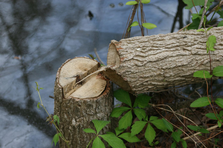 felled tree