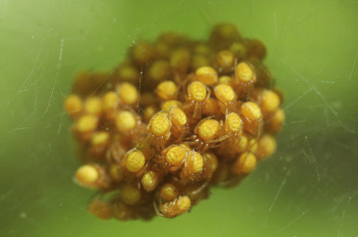 unidentified yellow newborn spiders in protective cluster
