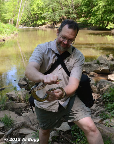 Author holding northern water snake Nerodia sipedon