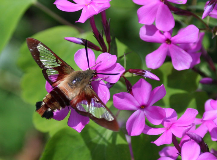 hummingbird clearwing moth Hemaris thysbe in repose